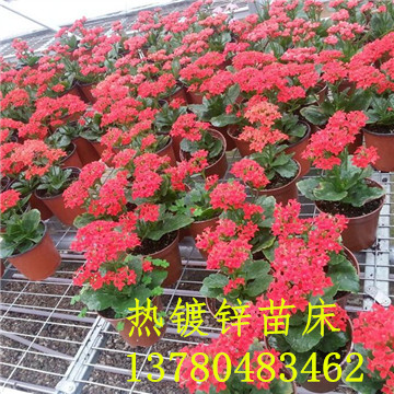 <a href='/' target='_blank'><a href='http://huanjuyijia.cn/miaochuangsheshi/203.html'target='_blank'>花架網(wǎng)</a></a>